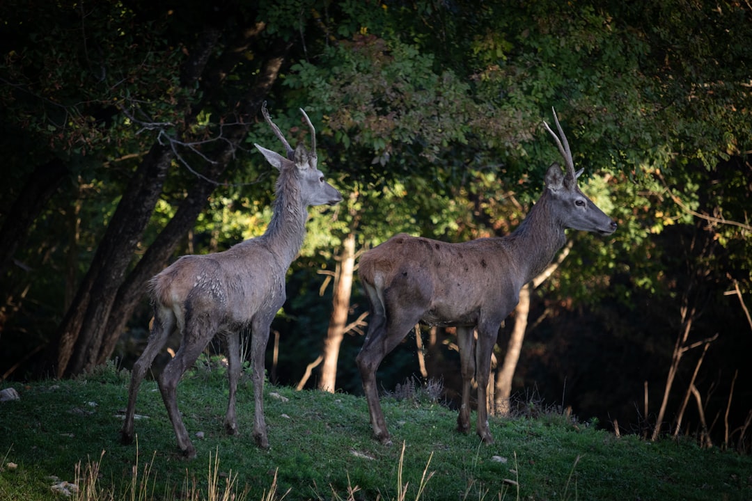 Faune sauvage dans un sous-bois creusois
