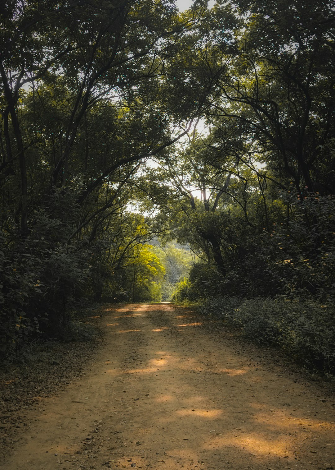 Sentier forestier en Creuse au printemps