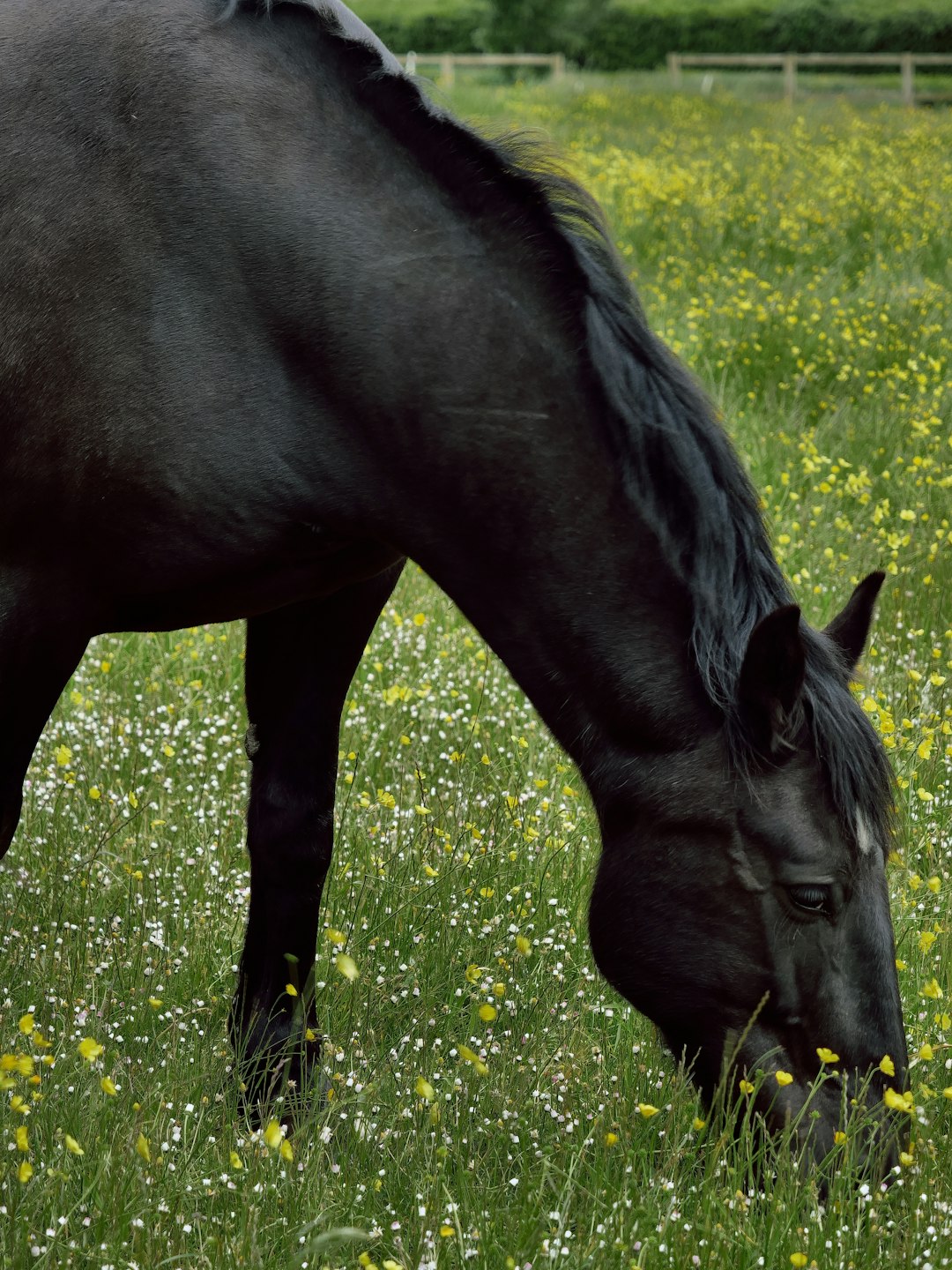 Prairie fleurie en Limousin