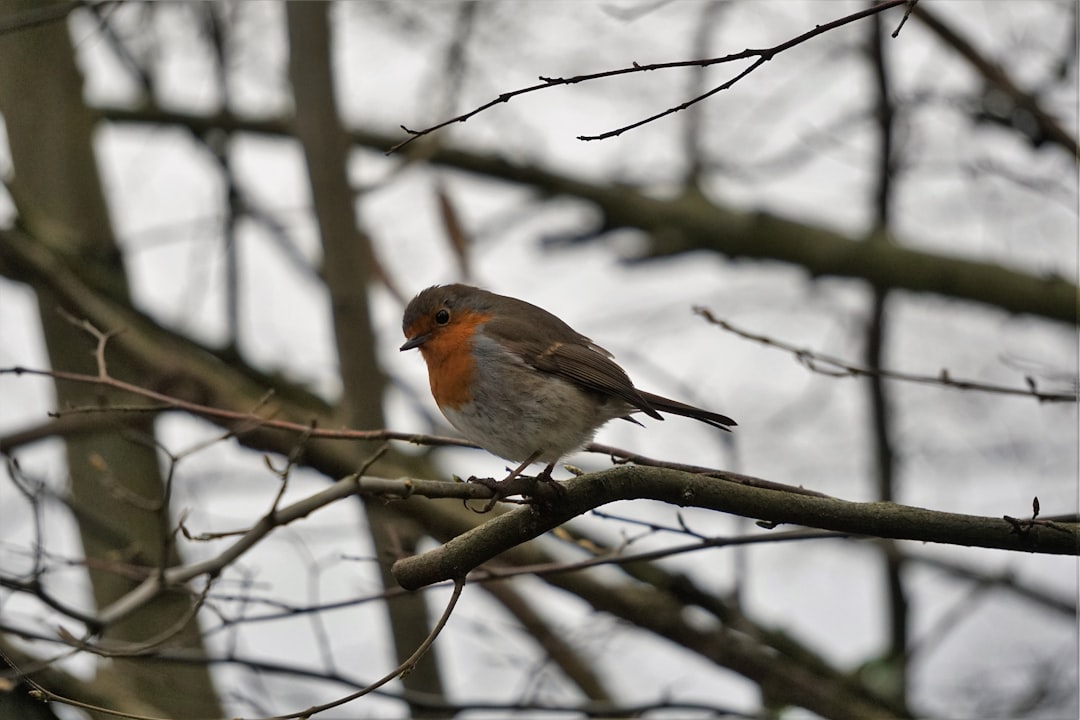 Oiseau posé sur une branche en Limousin