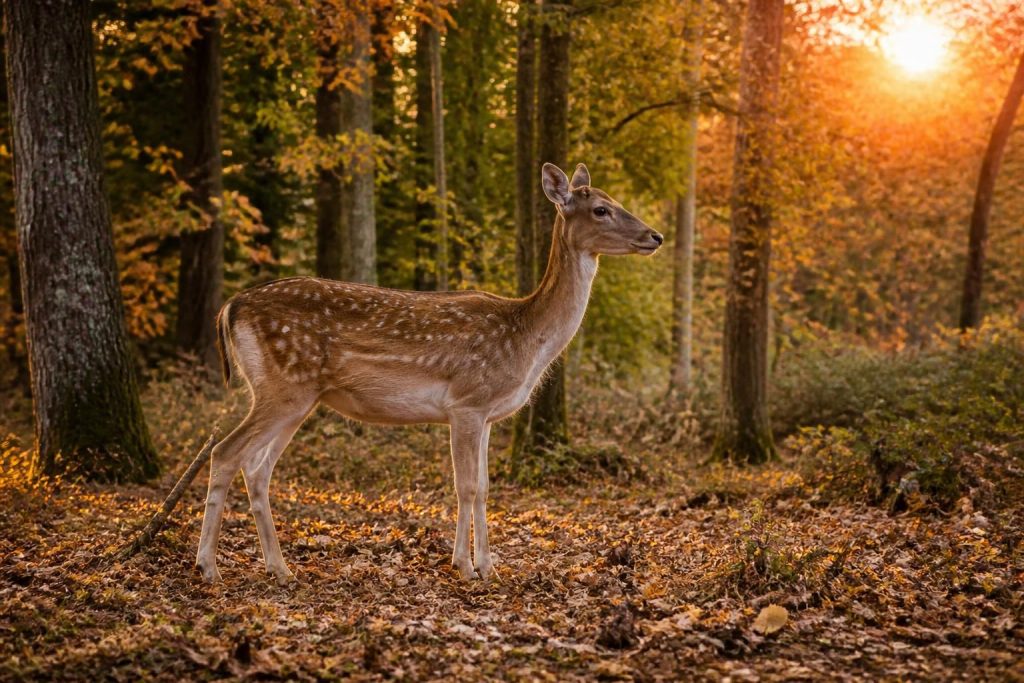 découvrez le nom de la femelle du daim ainsi que ses caractéristiques principales, son comportement et son habitat.