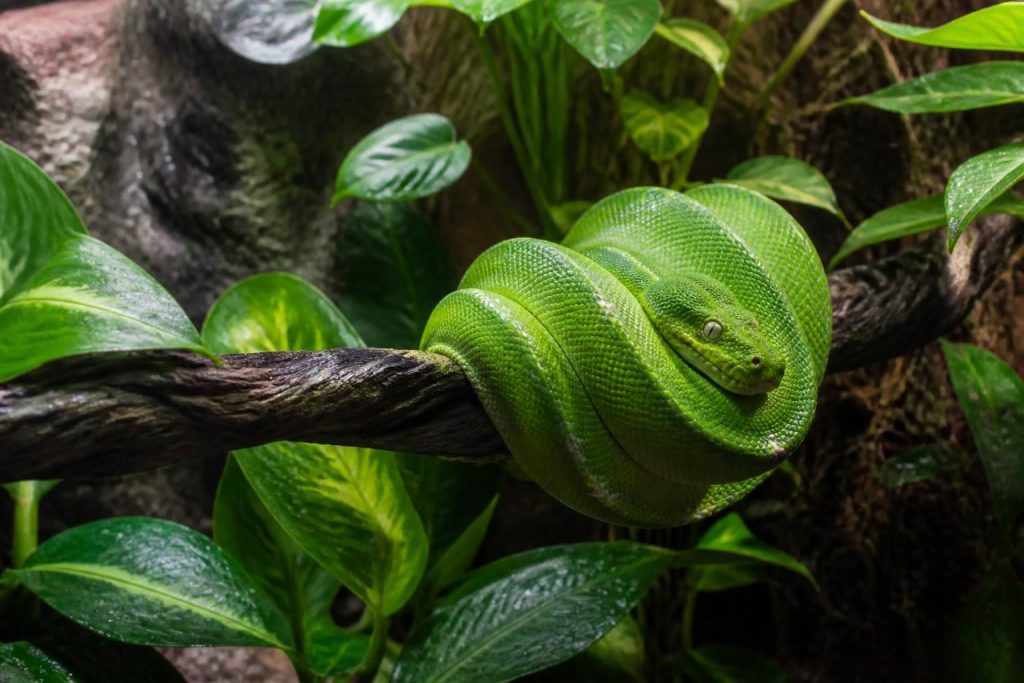 découvrez les caractéristiques du python green tree et bénéficiez de conseils pratiques pour son élevage en terrarium, afin d'assurer un habitat optimal à ce serpent fascinant.