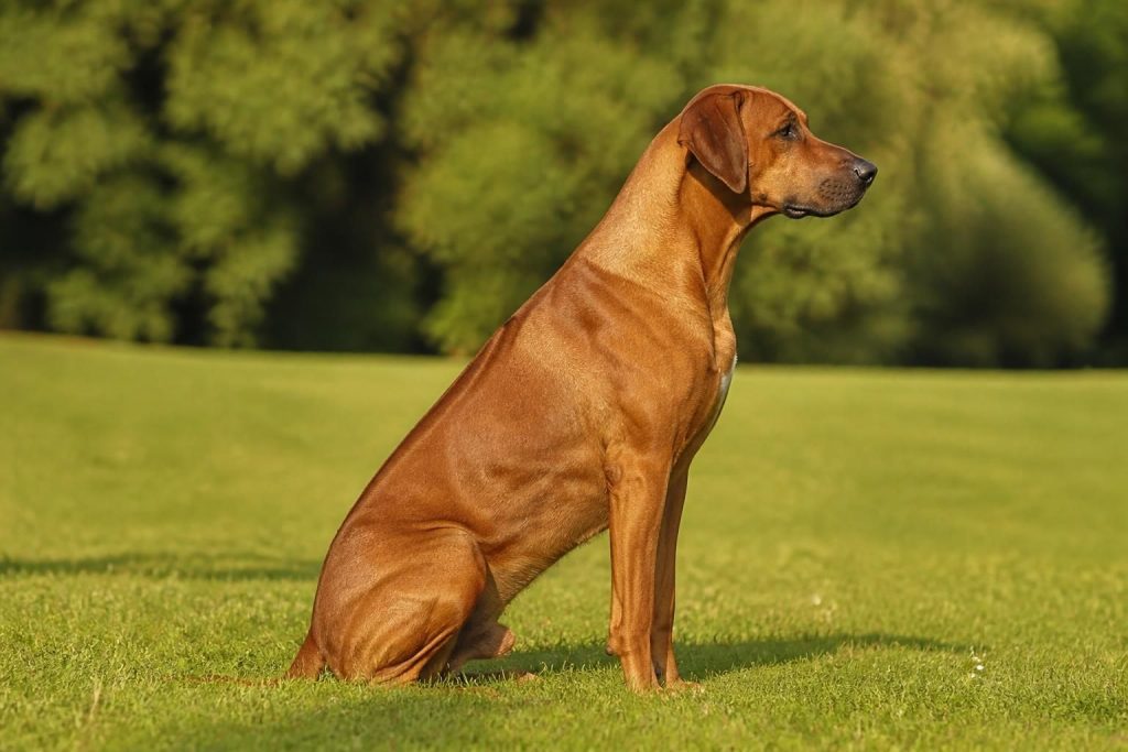 découvrez tout sur le rhodesian ridgeback : prix, élevage, caractéristiques et conseils pour adopter ce chien unique à la crête distinctive.