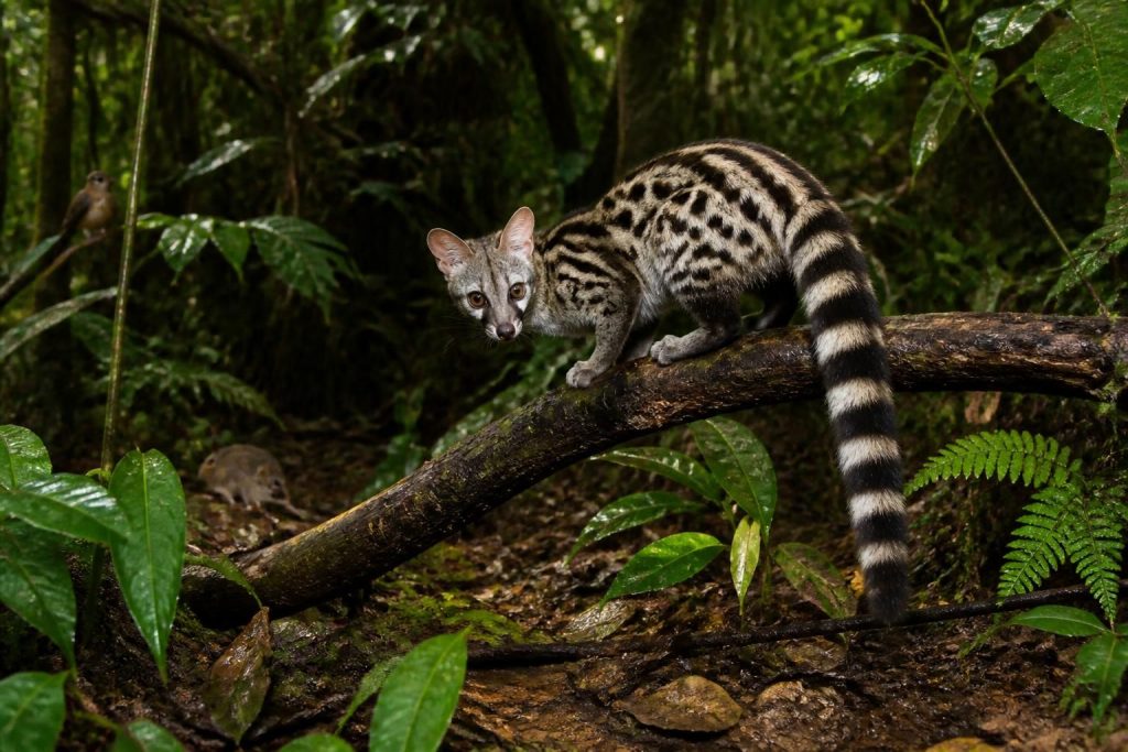 découvrez l'origine, les caractéristiques du genet animal et son rôle essentiel dans l'écosystème. apprenez comment ce petit carnivore contribue à la biodiversité.