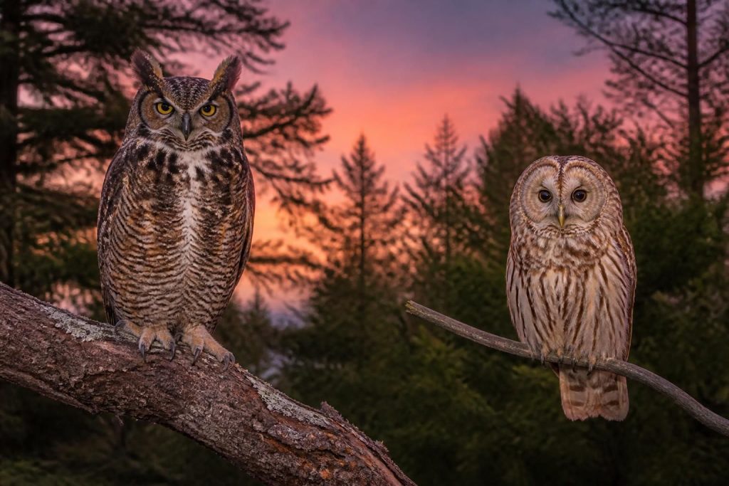 découvrez comment distinguer un hibou d'une chouette et apprenez à comprendre leurs cris grâce à nos conseils simples et pratiques.
