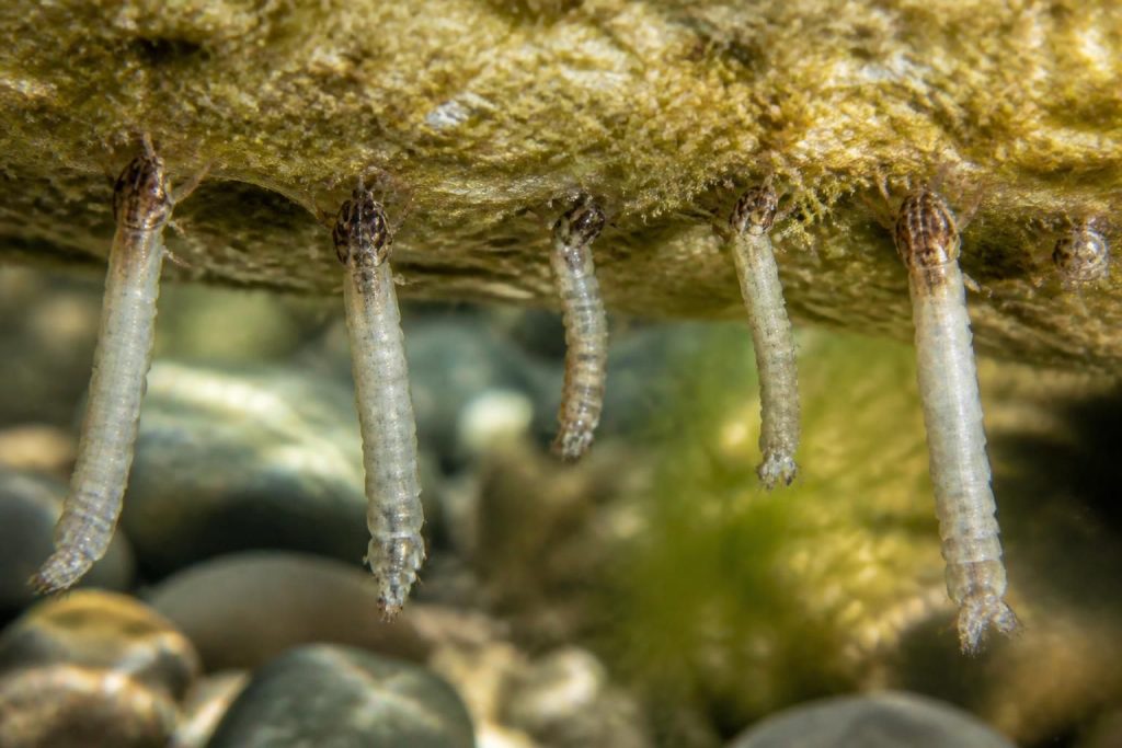 découvrez les larves de diptera simuliidae et comprenez ce groupe fascinant de mouches noires, leur cycle de vie, habitat et leur impact écologique.