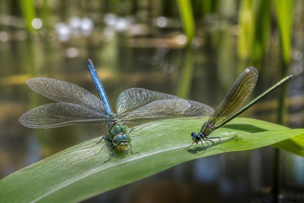 découvrez les différentes espèces de libellules, leurs significations symboliques et comment les différencier des demoiselles grâce à nos explications claires et détaillées.