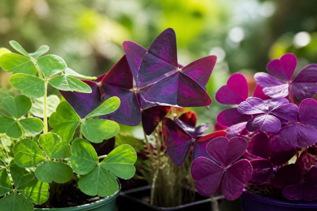 découvrez les différentes variétés d'oxalis, notamment le pied de chèvre, le oxalis triangularis et l'oxalis pourpre, pour embellir votre jardin avec ces plantes originales et colorées.