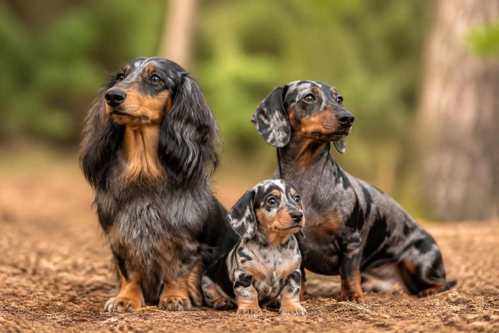 découvrez tout sur le teckel arlequin : ses prix, les différentes variétés à poil long ou ras, ainsi que les modèles nains pour choisir le compagnon idéal.